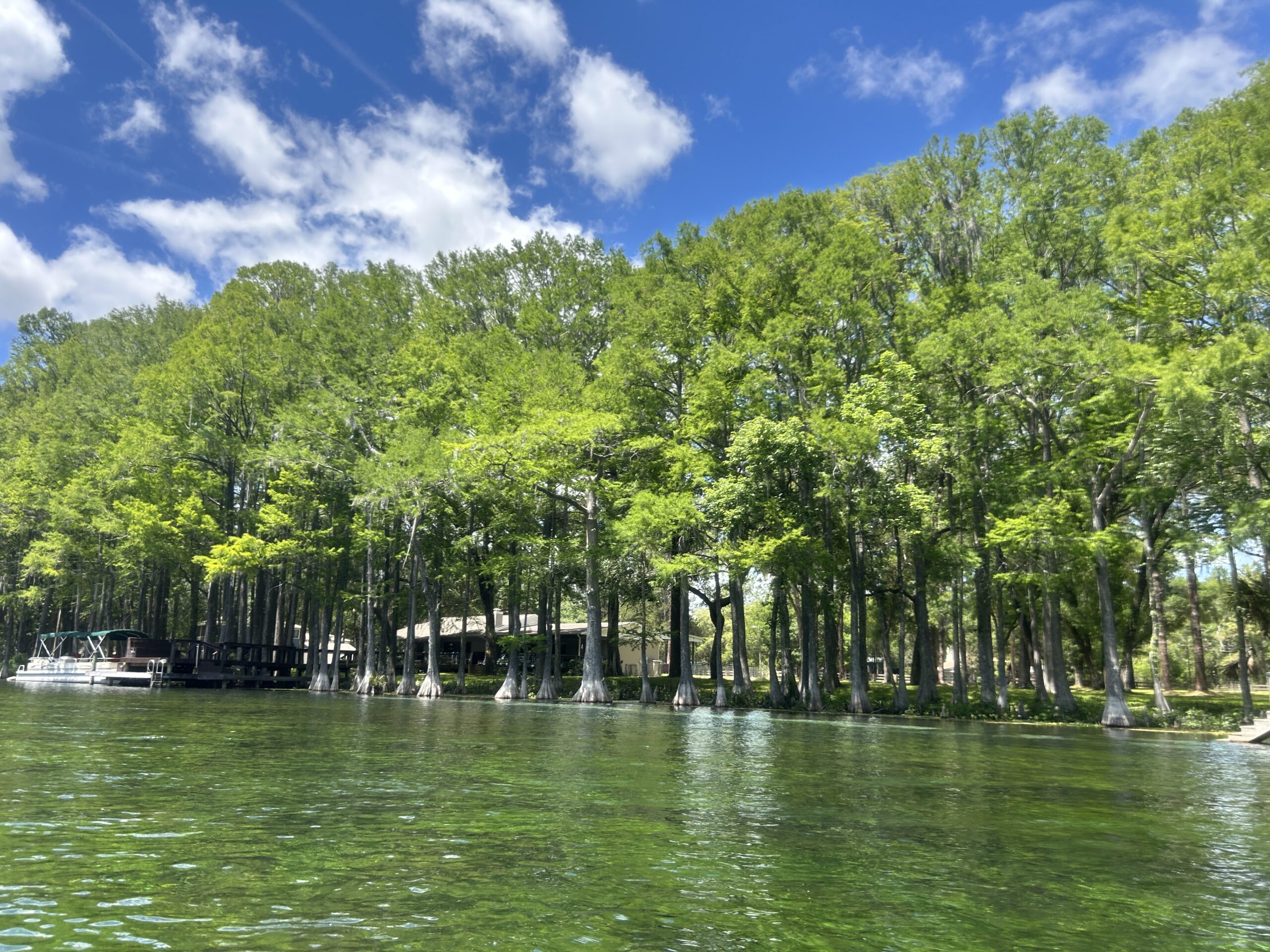 Cypress Trees